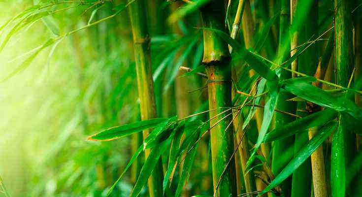 lame di bambù