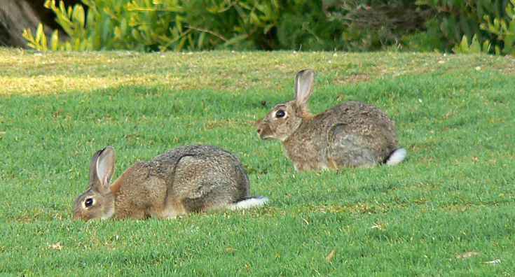 coniglio selvatico