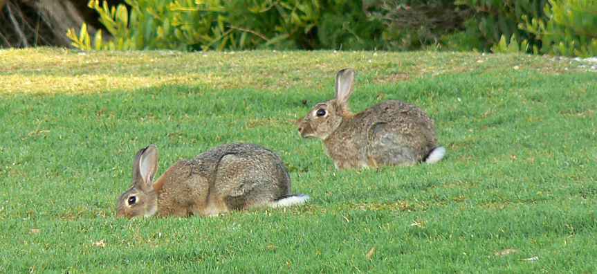 coniglio selvatico