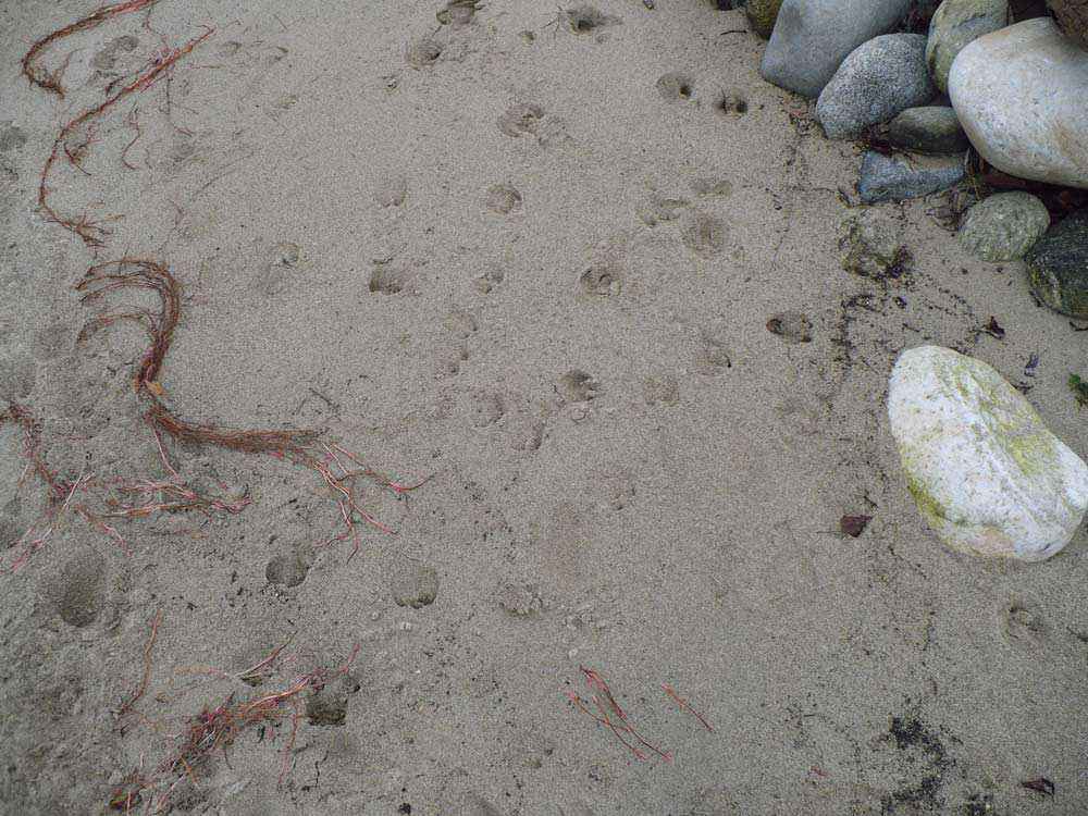 Impronte lasciate sulla sabbia in una zona di transizione