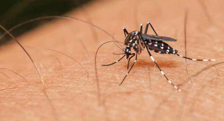 Zanzara e repellenti