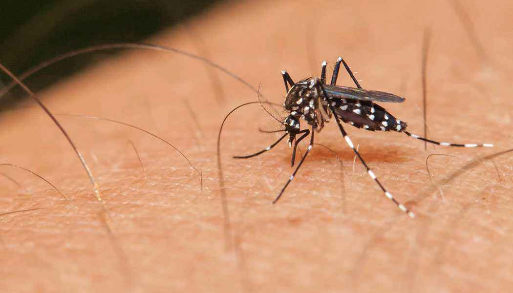 Zanzara e repellenti