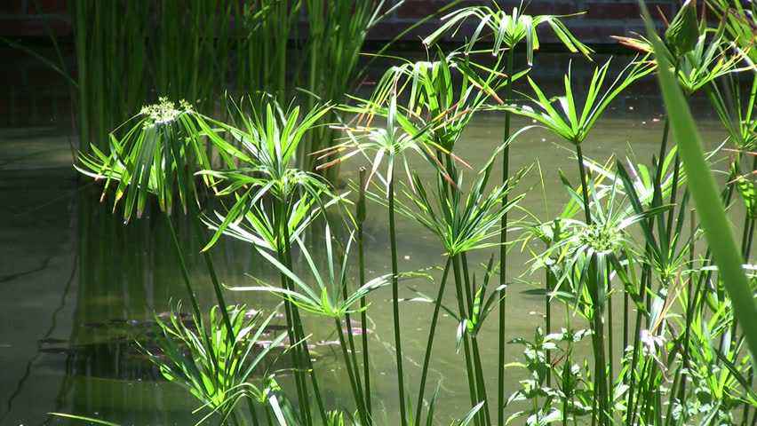 papiro pianta papyrus egitto antico cyperus piante moses egyptian vitantica risorse dalle molte questo zwicky zonwu