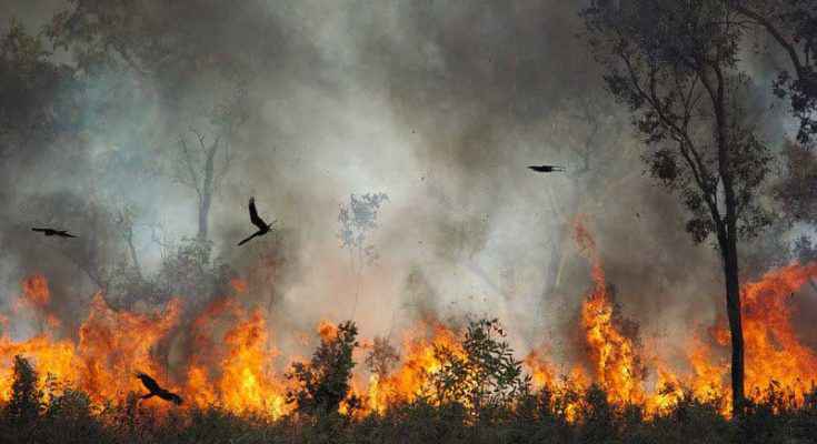 Rapaci e incendi boschivi