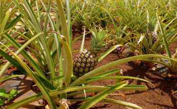 storia dell' ananas
