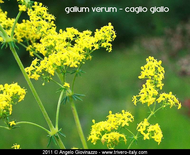 Galium verum, caglio giallo