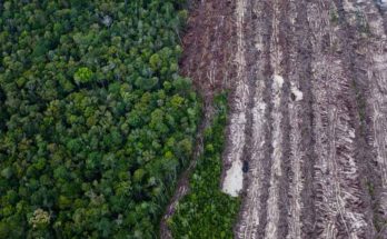 Quando iniziò la deforestazione europea?