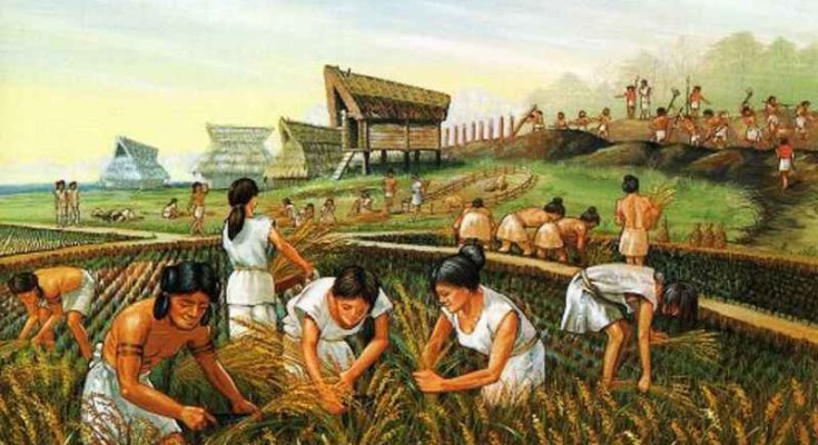 Perché è nata l'agricoltura?
