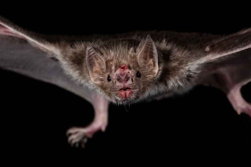 Vita da «vampiro»: come e perché adottare un pipistrello 