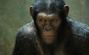 Quanto sono forti le grandi scimmie antropomorfe?