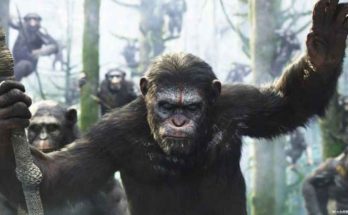 Quanto sono forti le grandi scimmie antropomorfe?