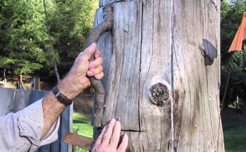 Arnia tradizionale di tronco