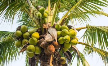 Palma e noce di cocco: il coltellino svizzero del regno vegetale