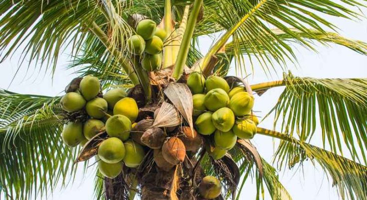 Palma e noce di cocco: il coltellino svizzero del regno vegetale